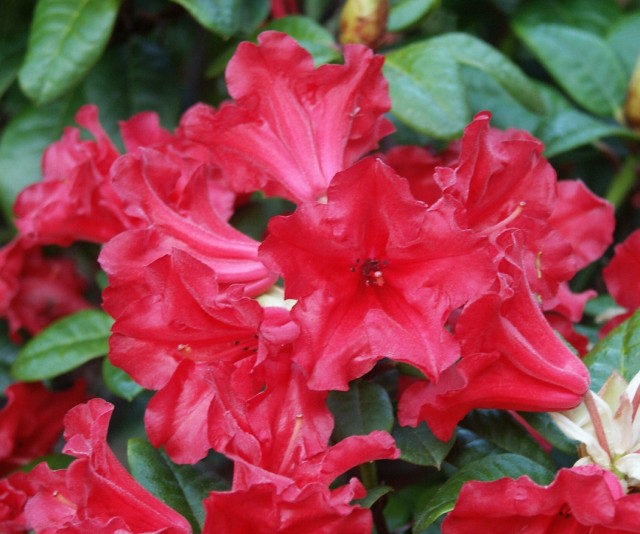 rhododendron_repens_scarlet_wonder_bluete.jpg