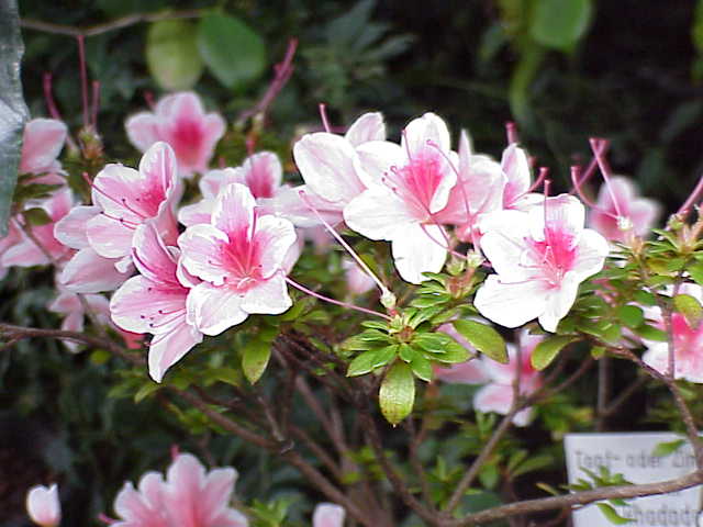 Rhododendron_simsii0.jpg