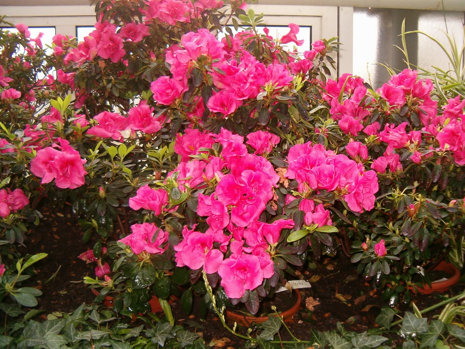 Rhododendron_simsii_Adventglocke_BotGardBln271207C.jpg
