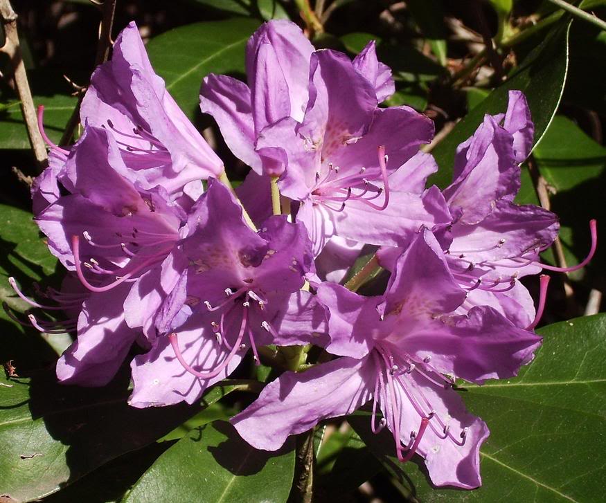 Rhododendronponticum.jpg