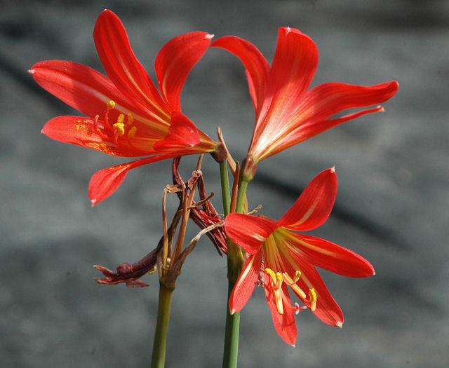 Rhodophiala_pratensis_Telos_msi.jpg