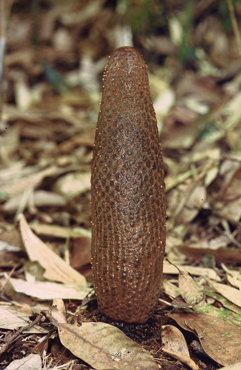 RhopalocnemisPhalloides1b.jpg