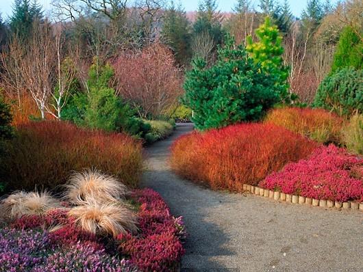 rhsrosemoorcornuskeseyiiericadecemberredcarexcomans.JPG