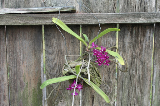 Rhychostylis+gigantia+var+rubra+3.JPG