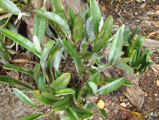 Rhyncholaelia_digbyana.JPG