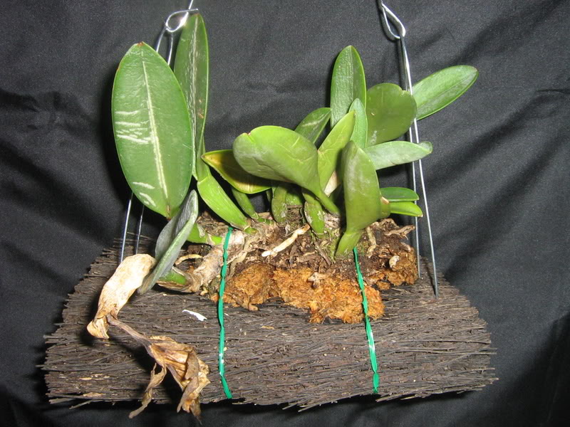 rhyncholaeliaglaucairasema001.jpg