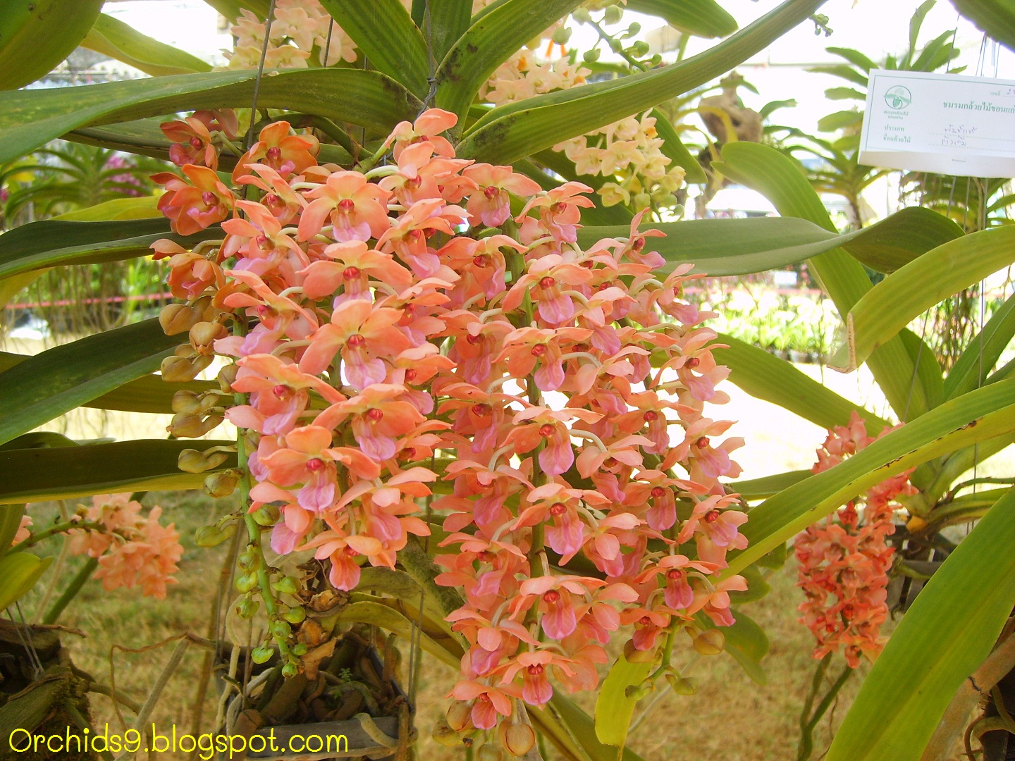 Rhynchostylis+gigantea+var+Orange+93.JPG