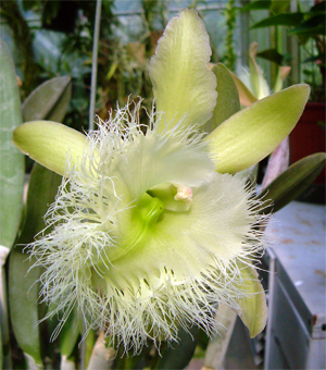 Rhynco_dygb_fiore300.jpg