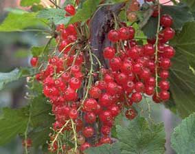 ribes-rubrum-grosellas.jpg
