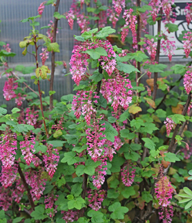 ribes_claremont_form.jpg