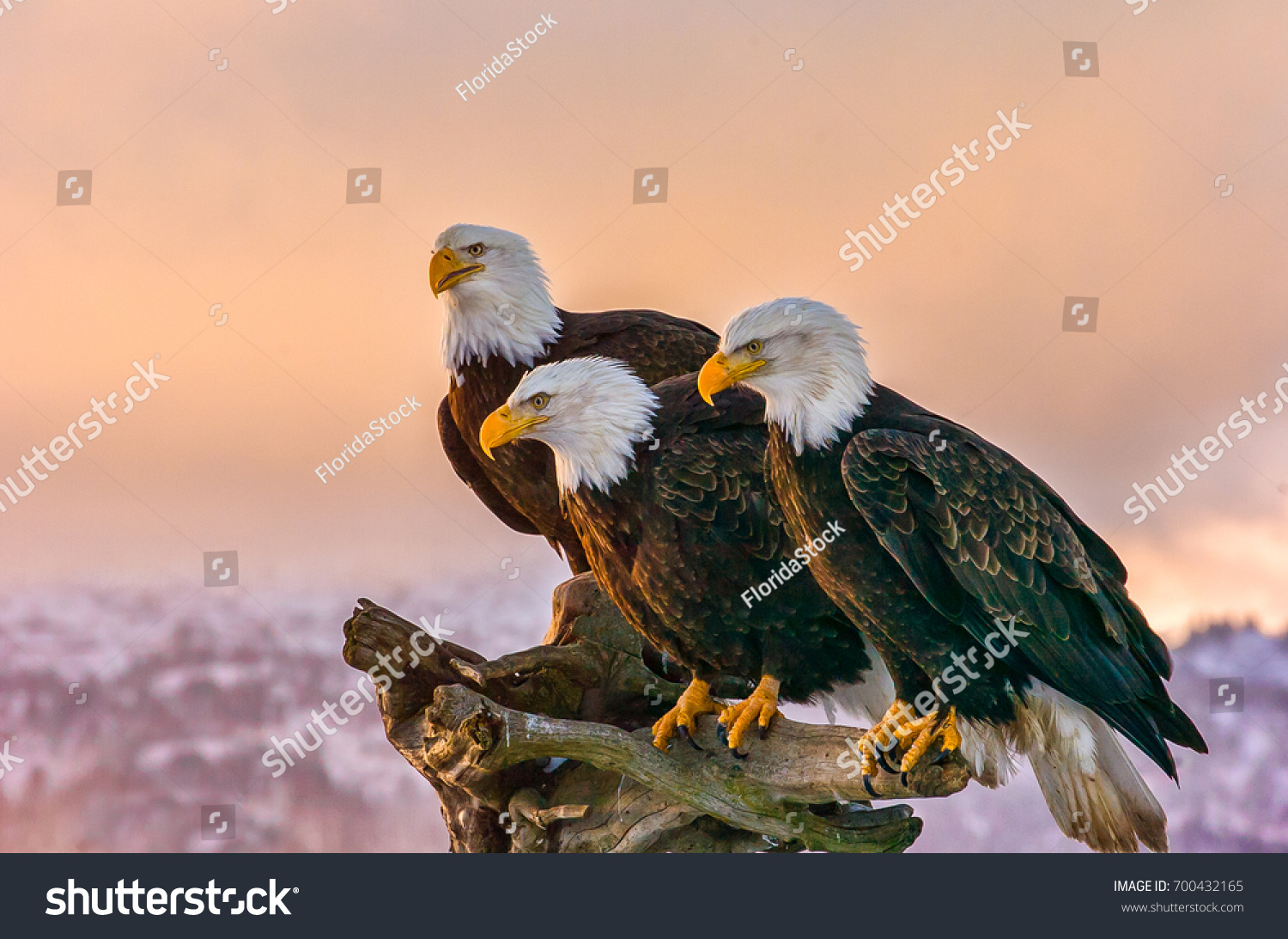 rican-bald-eagles-perch-on-tree-snag-against-background-of-alaskan-kenai-mountains-and-700432165.jpg