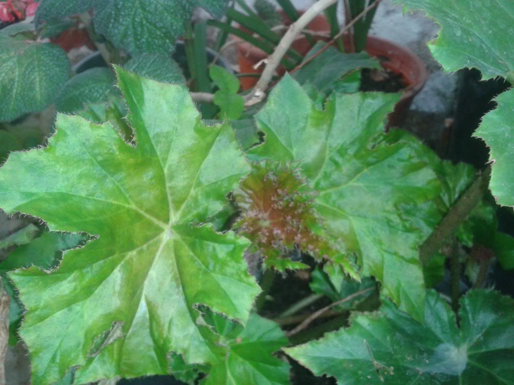 ricinifolia_zps7b903a5b.jpg