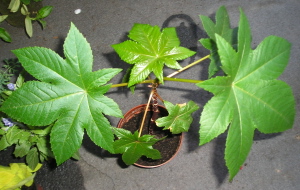 Ricino_2007.jpg