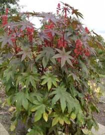 ricinus-communis.jpg
