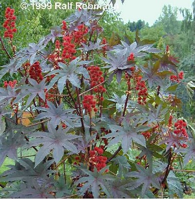 ricinus-communis02-400.jpg
