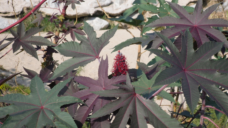 Ricinus_communis01.JPG