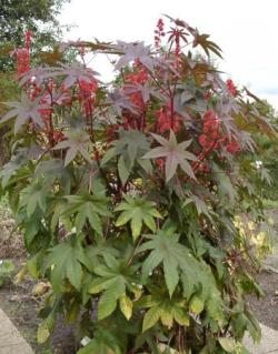 Ricinus_communis5.jpg