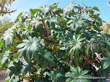 Ricinus_communis_zanzibarens.jpg