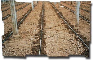 riego_por_goteo1.jpg