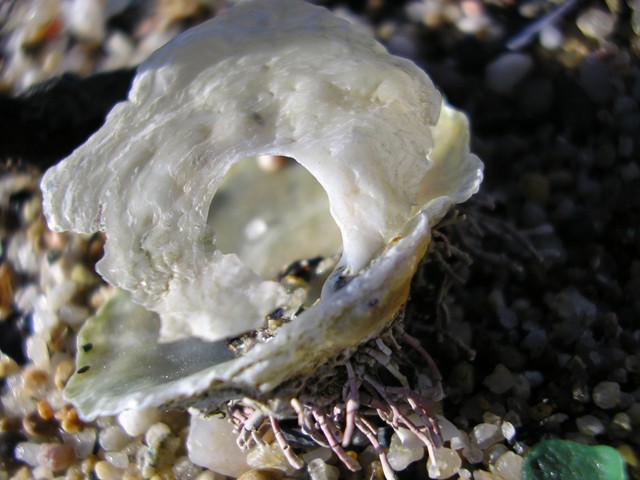 Rikabra_016.jpg