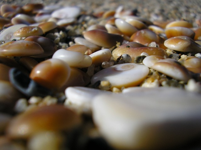 Rikabra_026.jpg