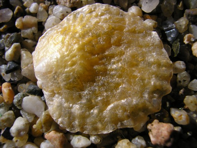 Rikabra_037.jpg