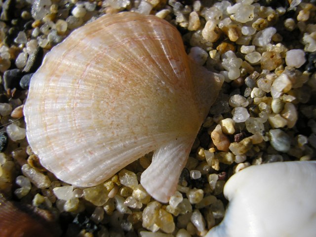 Rikabra_050.jpg