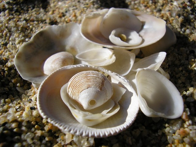 Rikabra_056.jpg