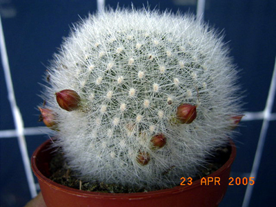 RIMG0015F.JPG