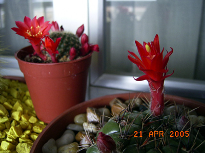 RIMG0069.JPG