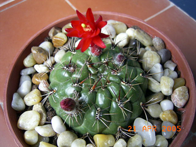 RIMG0070.JPG