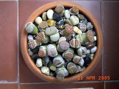 RIMG0079.JPG