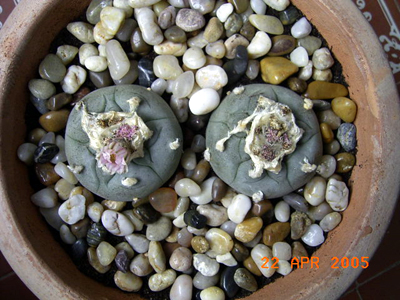 RIMG0097.JPG