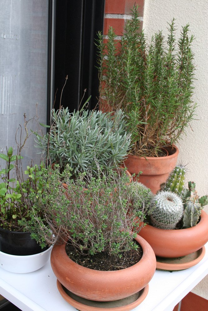 rinc%C3%B3n+con+plantas+arom%C3%A1ticas+2.jpg