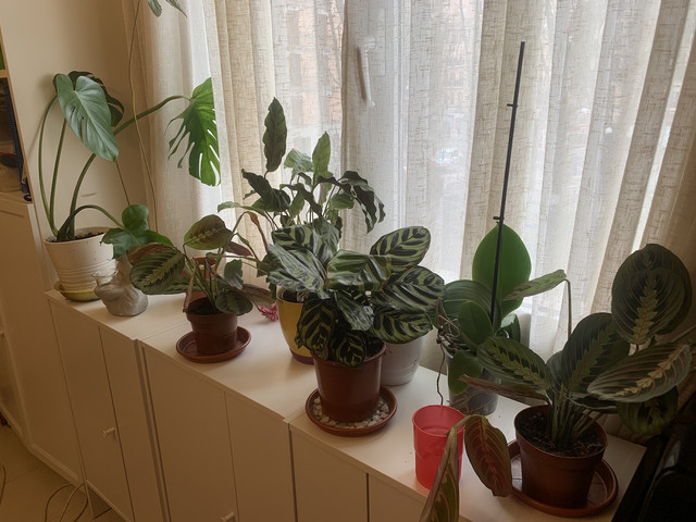 rincon-calathea01.jpg