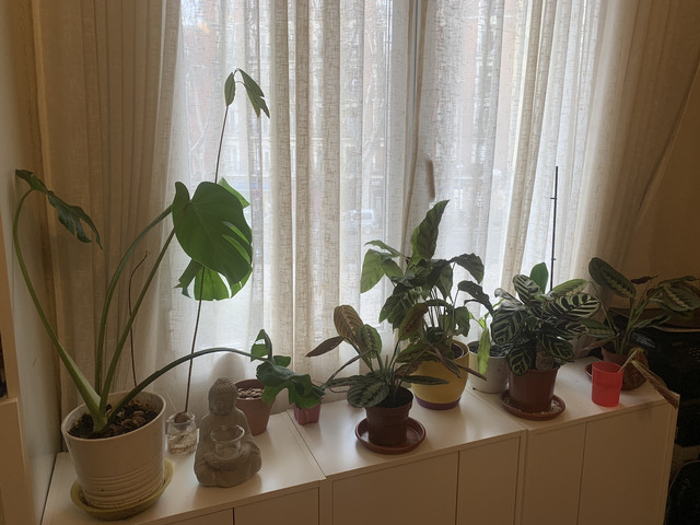 rincon-calathea02.jpg