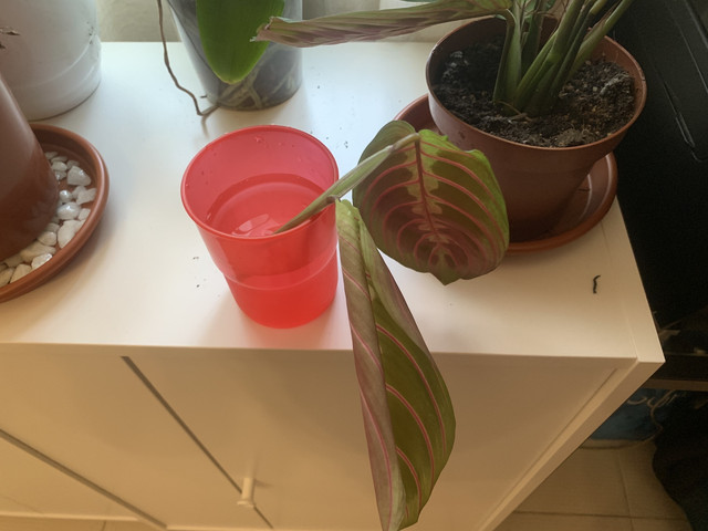 rincon-calathea03.jpg