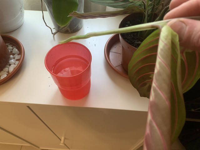 rincon-calathea04.jpg
