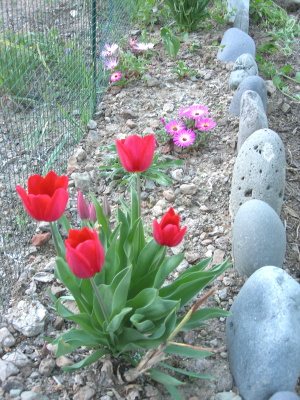rincon_tulip_flores.JPG
