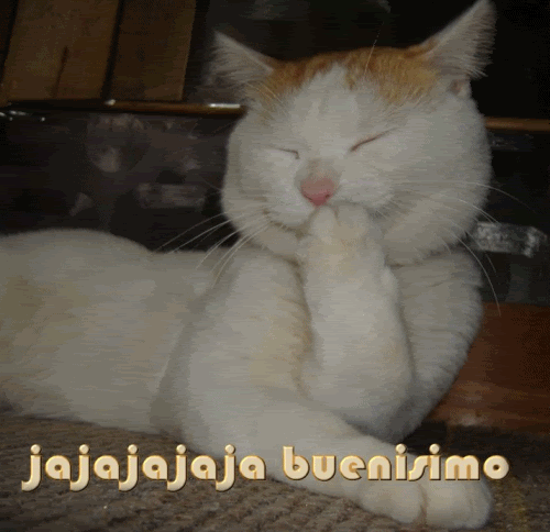 RISA20GATO.gif
