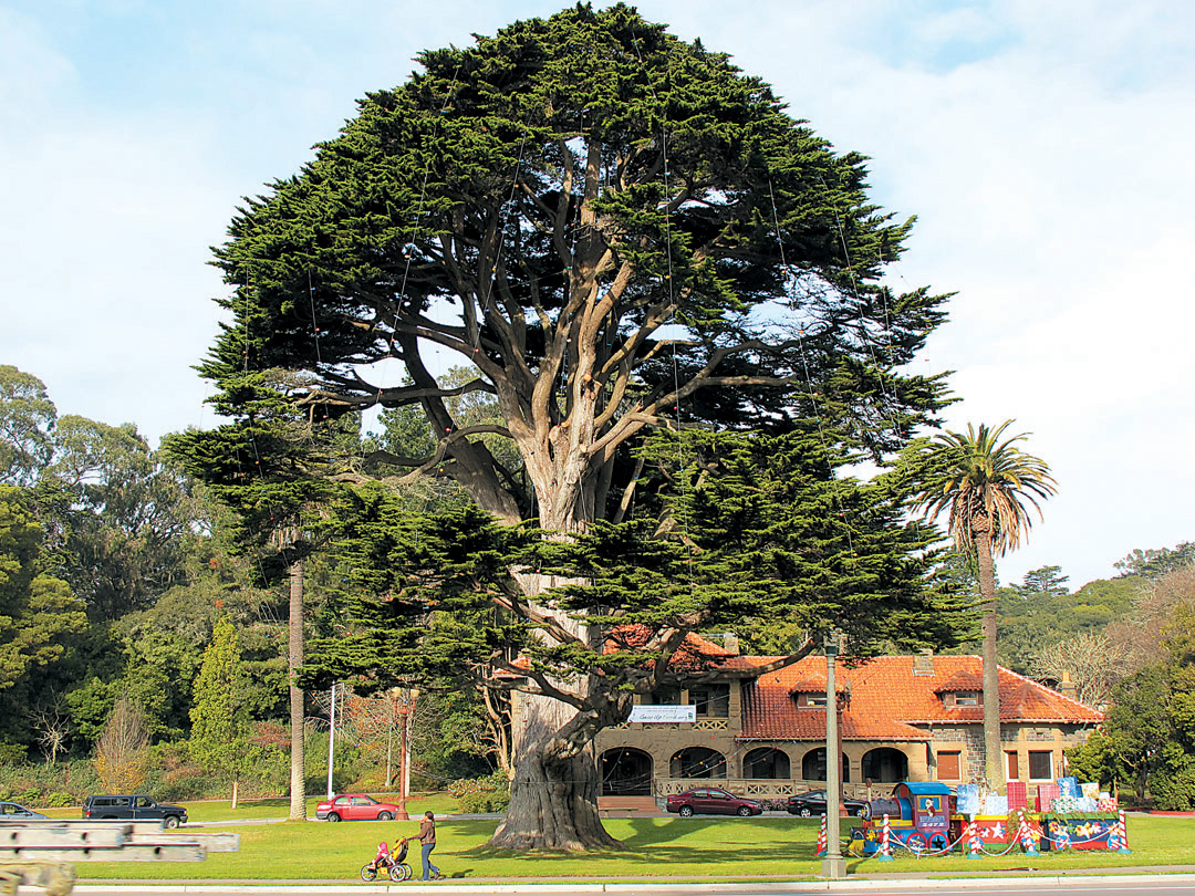 Ritter-Names.02_Cupressus.jpg