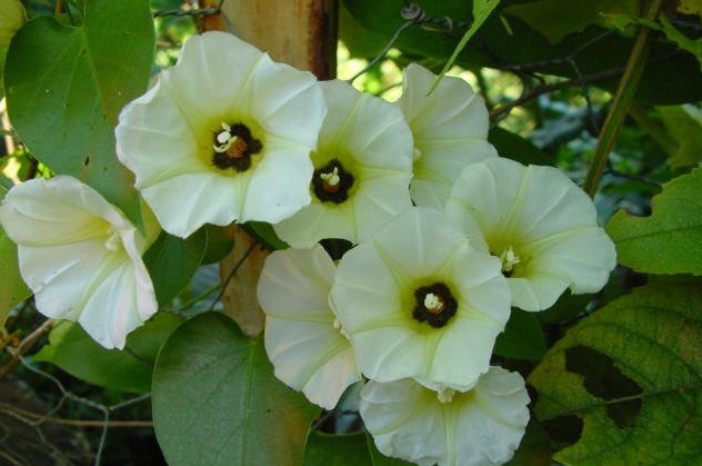 rivea-corymbosa-flower.jpg