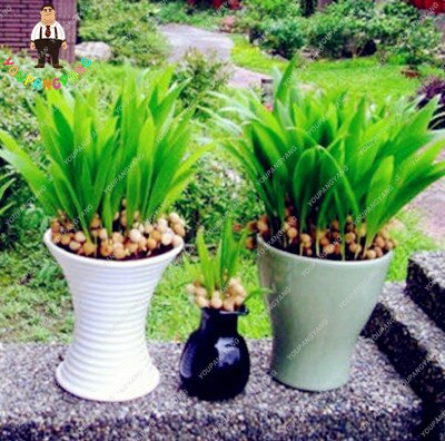 rnamental-planta-Livistona-chinensis-semillas-alto-rbol-de-hoja-perenne-fuente-semillas-de-Palma.jpg