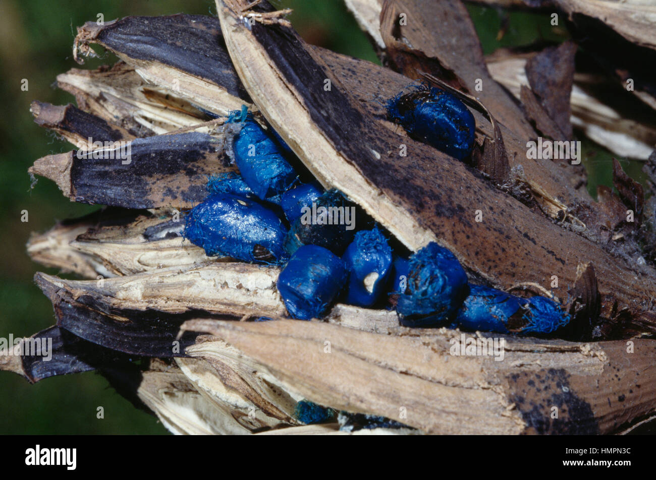 ro-ravenala-madagascariensis-strelitziaceae-jardin-botanico-de-peradeniya-kandy-sri-lanka-hmpn3c.jpg