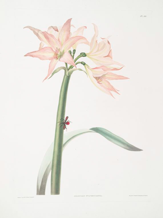 ROBERT-HAVELL-AMARYLLIS-PULVERULENTA-HIPPEASTRUM-PULVERULENTUM-AMARYLLIS-ACUMINATA.JPG