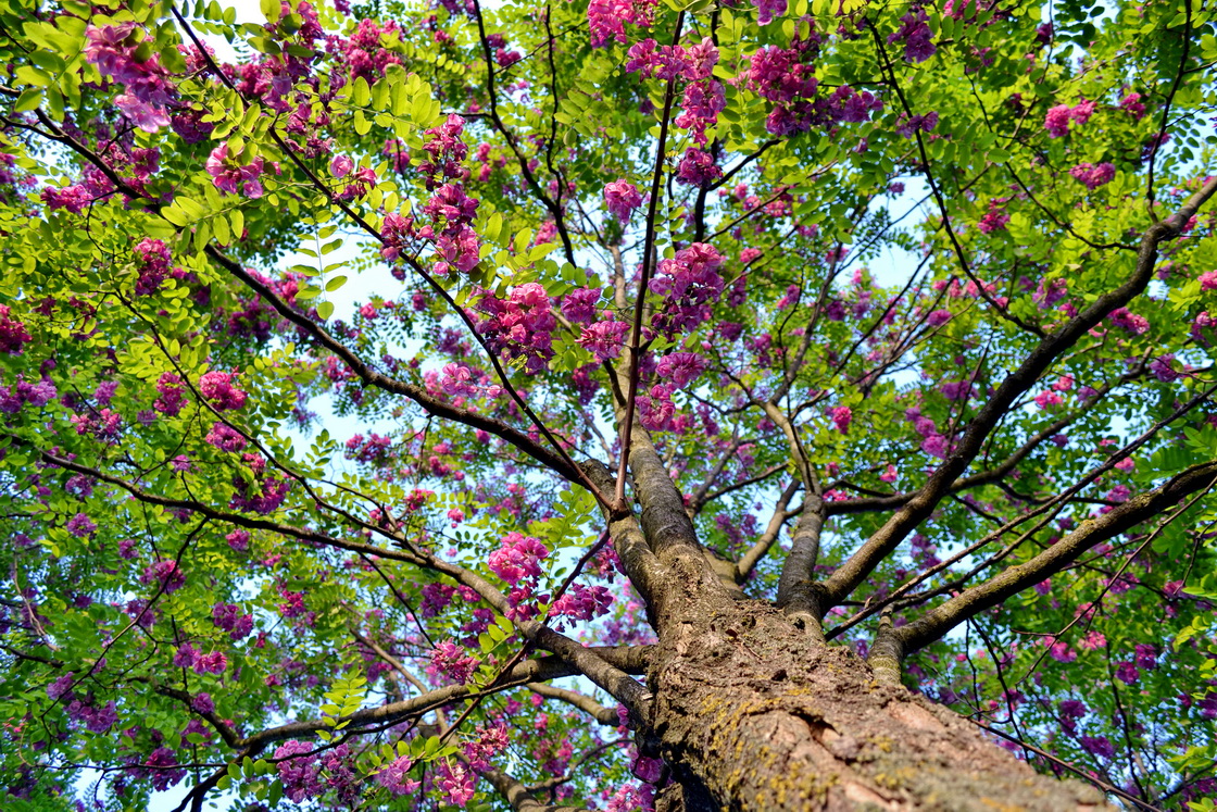 robinia-pseudoacacia-casque-rouge.jpg