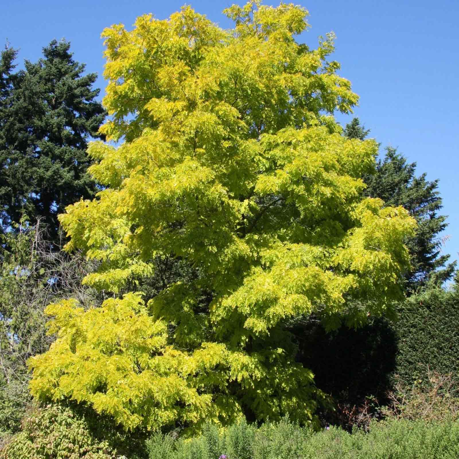 Robinia-pseudoacacia-Frisia-ornamental-tree.jpg