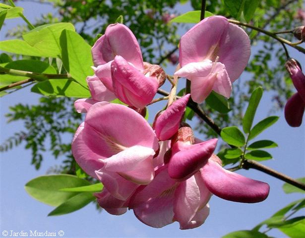 robinia-rouge1.jpg