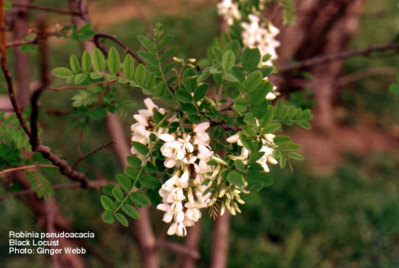 Robinia_pseudoacacia.jpg