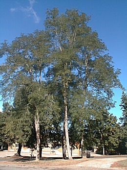 robinia_pseudoacacia_planfor01.jpg